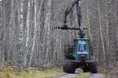 forestry-logging