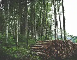 forestry-logging-project