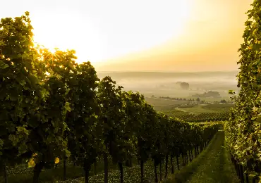 grass-mower-attachment