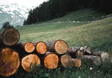 forest-logging