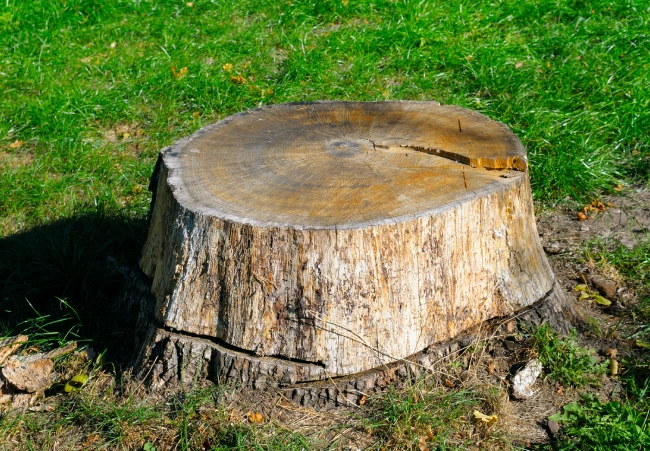 remove-big-stump